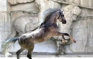 “اسب کُرد” ثبت ملی شد