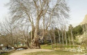 درخت چنار کهنسال طاق‌بستان ۶۰۲ ساله شد