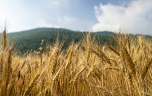 افزایش ۴۰ درصدی تولید گندم در مریوان